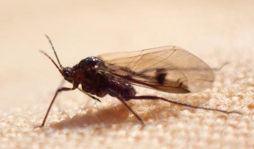 Réf. 300 202 : Maculolachnus submacula